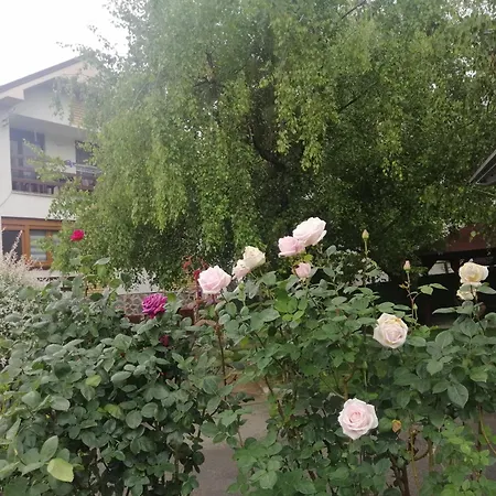 Breza * Vrdnik